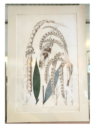 Item #144203 Plectocomia elongata. Karl Ludwig Blume