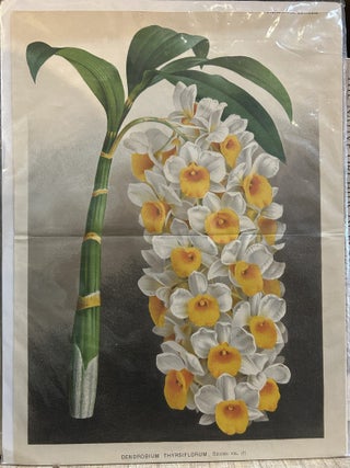 Dendrobium Thyrsiflorum
