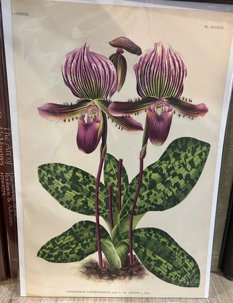Item #144216 Cypripedium Lawrenceanum var. Ardens (Lindenia, Pl. DCCXCIV). unsigned.
