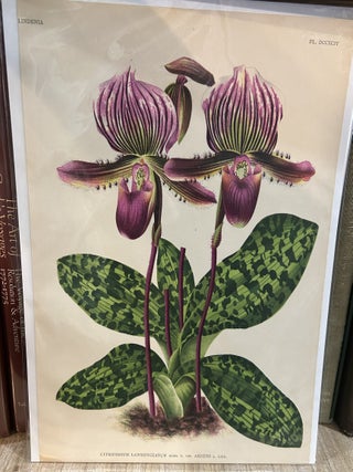 Cypripedium Lawrenceanum var. Ardens (Lindenia, Pl. DCCXCIV