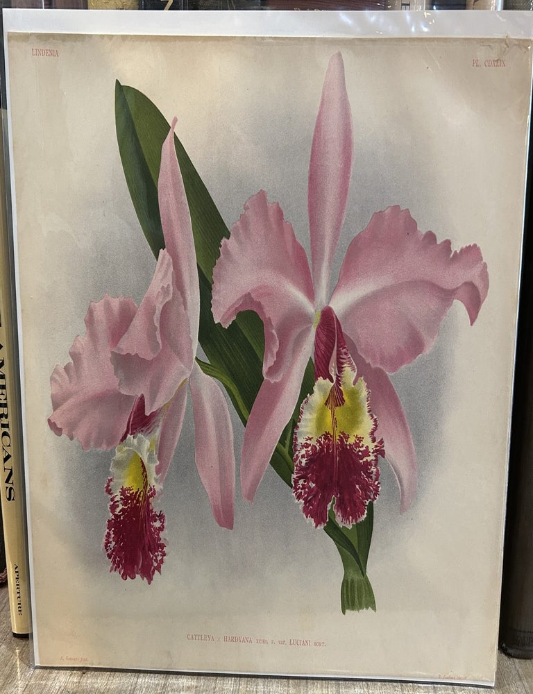 Item #144217 Cattleya &times; Hardyana var. Luciani (Lindenia, Pl. CDXLIX). After A. Goossens, J. Goffart.